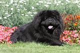 CHOW CHOW 389